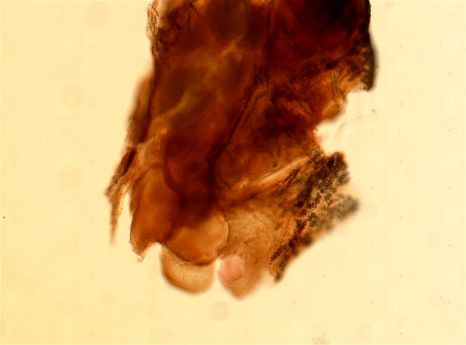 PRESERVED_SPECIMEN; ; ; 70% alc.->dry; microslide; Gray Museum; IZ number 33774; lot count 1; Microslide 01, balsam, sclerites; Microslide 02, balsam, polyps; Microslide 03, balsam, longi