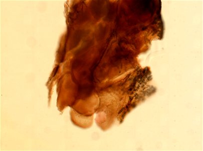 PRESERVED_SPECIMEN; ; ; 70% alc.->dry; microslide; Gray Museum; IZ number 33774; lot count 1; Microslide 01, balsam, sclerites; Microslide 02, balsam, polyps; Microslide 03, balsam, longi