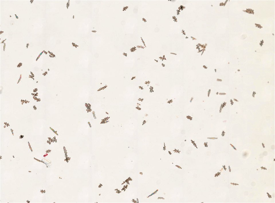 PRESERVED_SPECIMEN; ; ; 70% alc.->dry; microslide; Gray Museum; IZ number 33774; lot count 1; Microslide 01, balsam, sclerites; Microslide 02, balsam, polyps; Microslide 03, balsam, longi