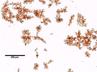 PRESERVED_SPECIMEN; ; ; microslide; microslide; Cnidaria demo; IZ number 77006; lot count 1; Microslide 01, balsam, sclerites; Microslide 02, balsam, sclerites; 1950-07-15T00:00:00Z