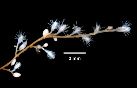 PRESERVED_SPECIMEN; ; ; 70% alc.; microslide; GM image; IZ number 81218; lot count 1; Microslide 01, balsam, whole mount; 2016-06-07T00:00:00Z