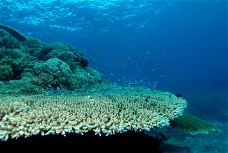 Acropora pulchra photo