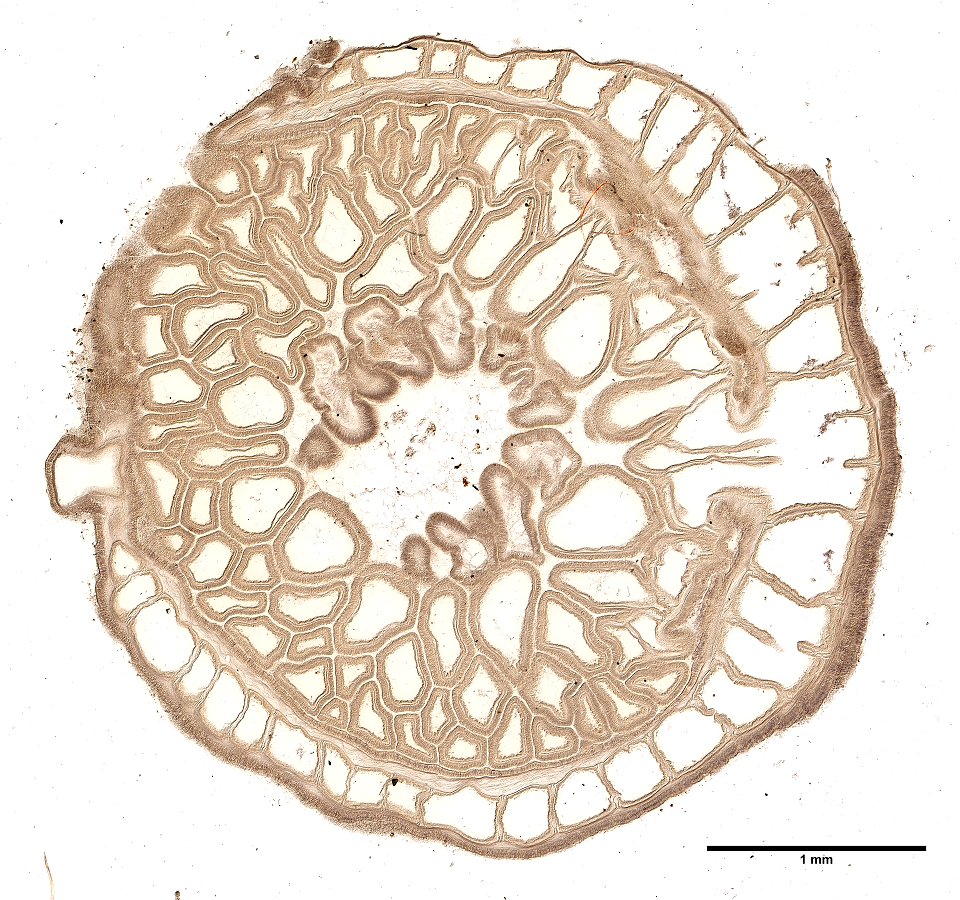 PRESERVED_SPECIMEN; ; ; microslide; Cnidaria demo; IZ number 77103; lot count 1; Microslide 01, balsam, thin section;