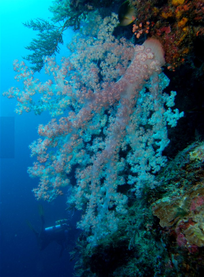 dendronephthya