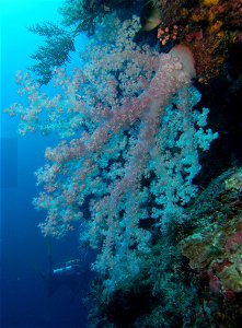 dendronephthya photo