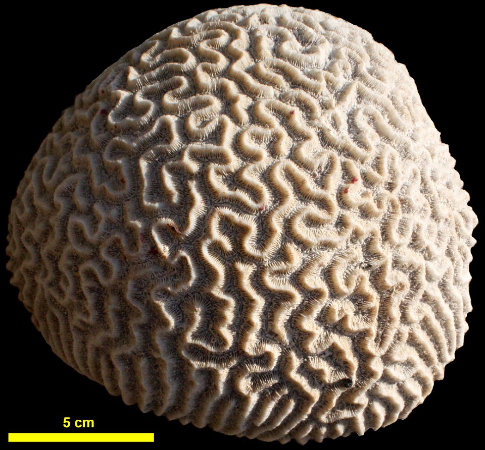 Brain Coral, Diploria clivosa, (dead), San Salvador Island, Bahamas
