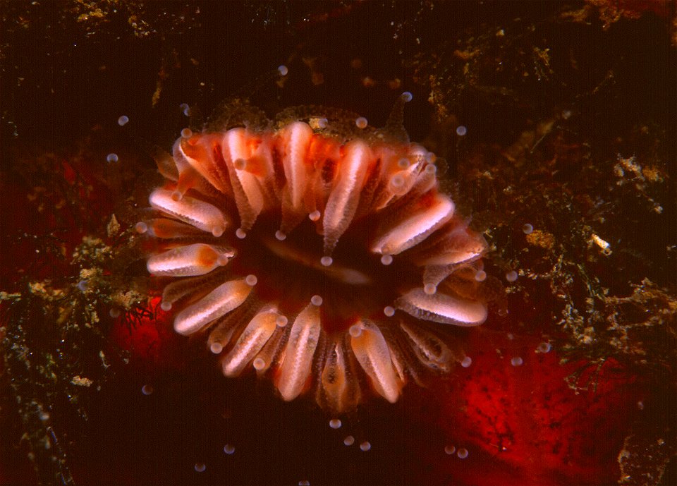 Caryophyllia smithii - Banyuls-sur-Mer : 07/94