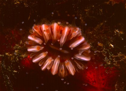 Caryophyllia smithii - Banyuls-sur-Mer : 07/94