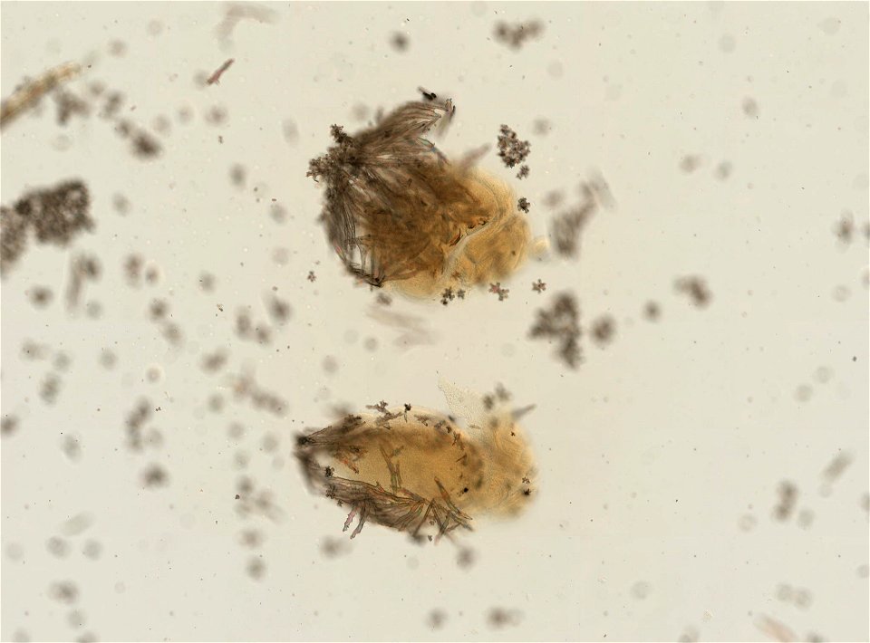 PRESERVED_SPECIMEN; ; ; 70% alc.; microslide; Gray Museum; IZ number 29405; lot count 2; Microslide 01, balsam, longitudinal section; Microslide 02, balsam, polyps; Microslide 03, balsam, sc
