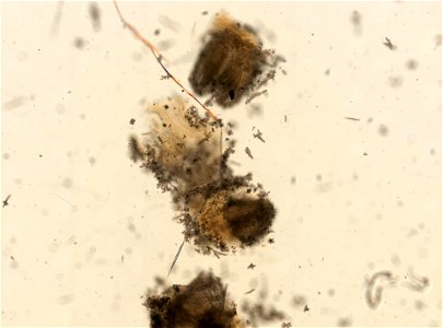 PRESERVED_SPECIMEN; ; ; 70% alc.->dry; microslide; microslide; Gray Museum; IZ number 29406; lot count 1; Microslide 01, balsam, polyps; Microslide 02, balsam, polyps; Microslide 02, bals