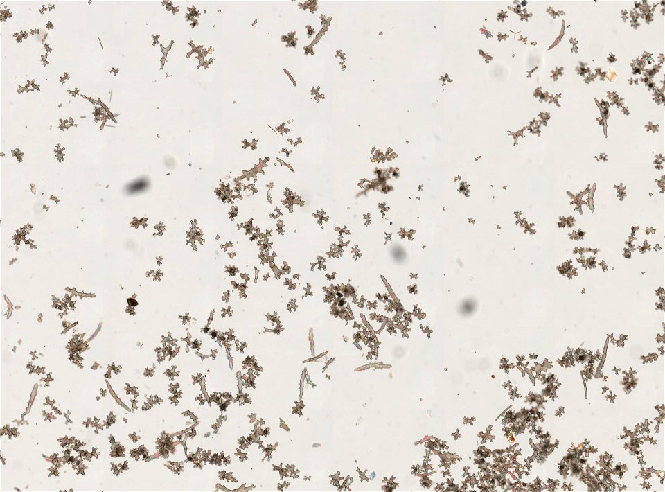 PRESERVED_SPECIMEN; ; ; 70% alc.; microslide; Gray Museum; IZ number 29407; lot count 1; Microslide 01, balsam, sclerites; Microslide 02, balsam, polyps; original catalog number GM 134; othe