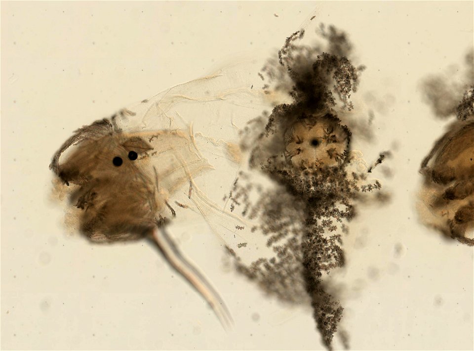 PRESERVED_SPECIMEN; ; ; 70% alc.; microslide; Gray Museum; IZ number 35512; lot count 5; Microslide 01, balsam, polyps; Microslide 02, balsam, longitudinal section; Microslide 03, balsam, sc