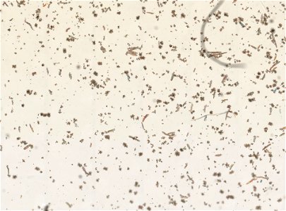 PRESERVED_SPECIMEN; ; ; microslide; Gray Museum; IZ number 73697; lot count 1; Microslide 01, balsam, sclerites; Microslide 02, balsam, polyps; original catalog number GM 135; other number G