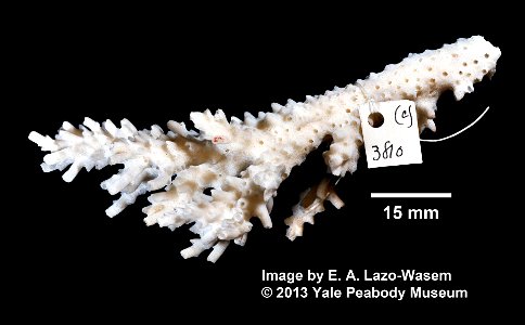 PRESERVED_SPECIMEN; ; ; dry; IZ number 3810; lot count 1;