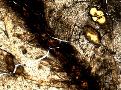 PRESERVED_SPECIMEN; ; ; microslide; IZ number 95682; lot count 1; Microslide 01, balsam, whole mount;