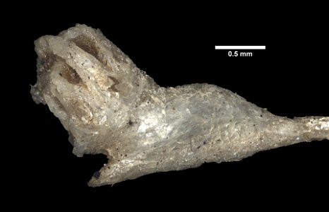 PRESERVED_SPECIMEN; ; ; microslide; microslide; microslide; CSBR Slide Grant Image 2016; IZ number 5807; lot count 1; Microslide 01, cardboard, fragment; Microslide 02, cardboard, fragment; 