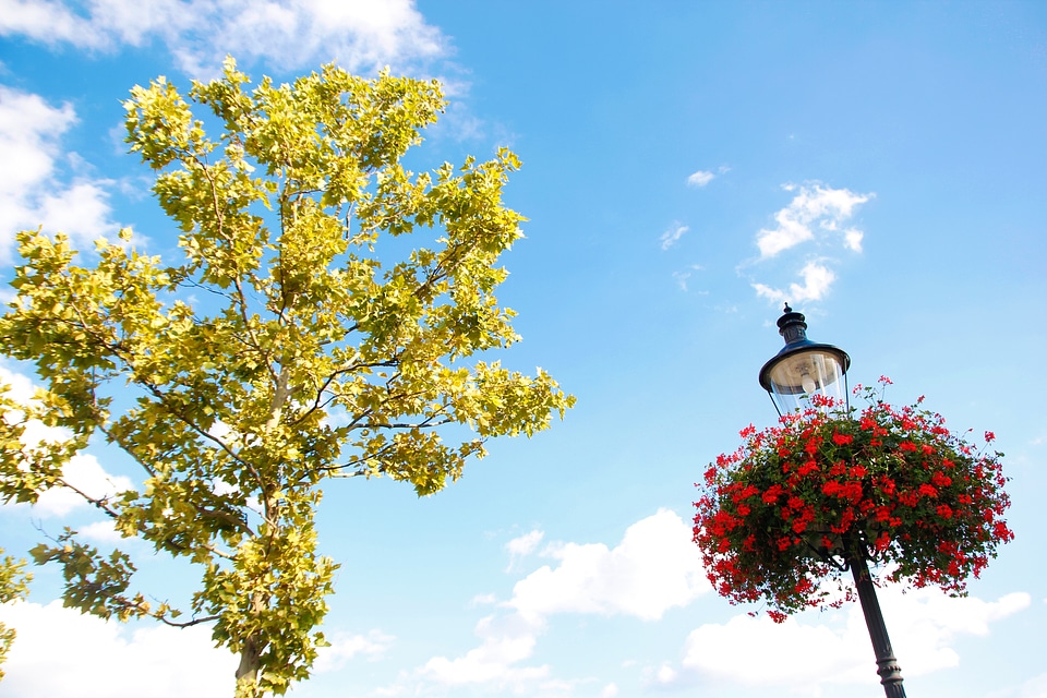 flowers and leaves