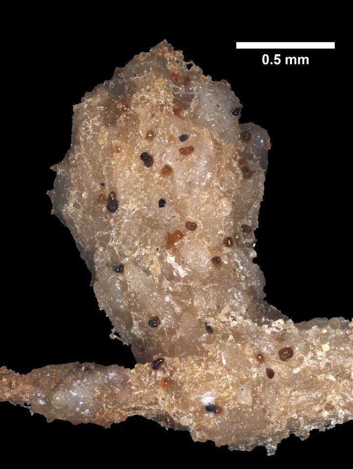 PRESERVED_SPECIMEN; ; ; microslide; microslide; CSBR Slide Grant Image 2016; IZ number 78701; lot count 1; Microslide 01, cardboard, fragment; Microslide 02, balsam, sclerites; Microslide 03