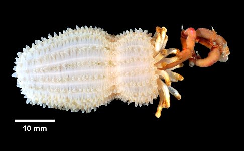 PRESERVED_SPECIMEN; ; ; 10% form.->70% alc.; GM image; IZ number 80459; lot count 2; 2016-05-25T00:00:00Z
