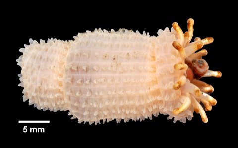 PRESERVED_SPECIMEN; ; ; 10% form.->70% alc.; GM image; IZ number 80459; lot count 2; 2016-05-25T00:00:00Z