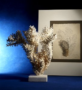 PRESERVED_SPECIMEN; ; ; dry; IZ number 1999; lot count 1; 1840-05-06T00:00:00Z