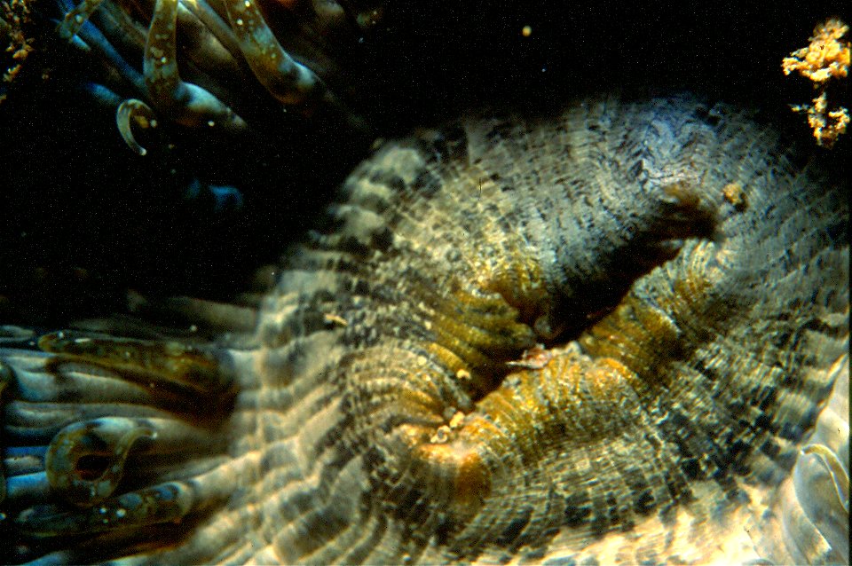 Macro-photographie de la bouche d'Aiptasia mutabilis