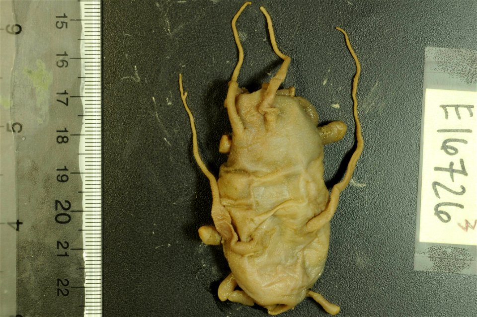 PRESERVED_SPECIMEN; Preparations:	Alcohol (Ethanol); Scotoplanes globosa (Théel, 1879); Individual count:	19; Type status:	 (no data); Identified by:	Carney, Robert S.; Event date:	 (no data); Additio