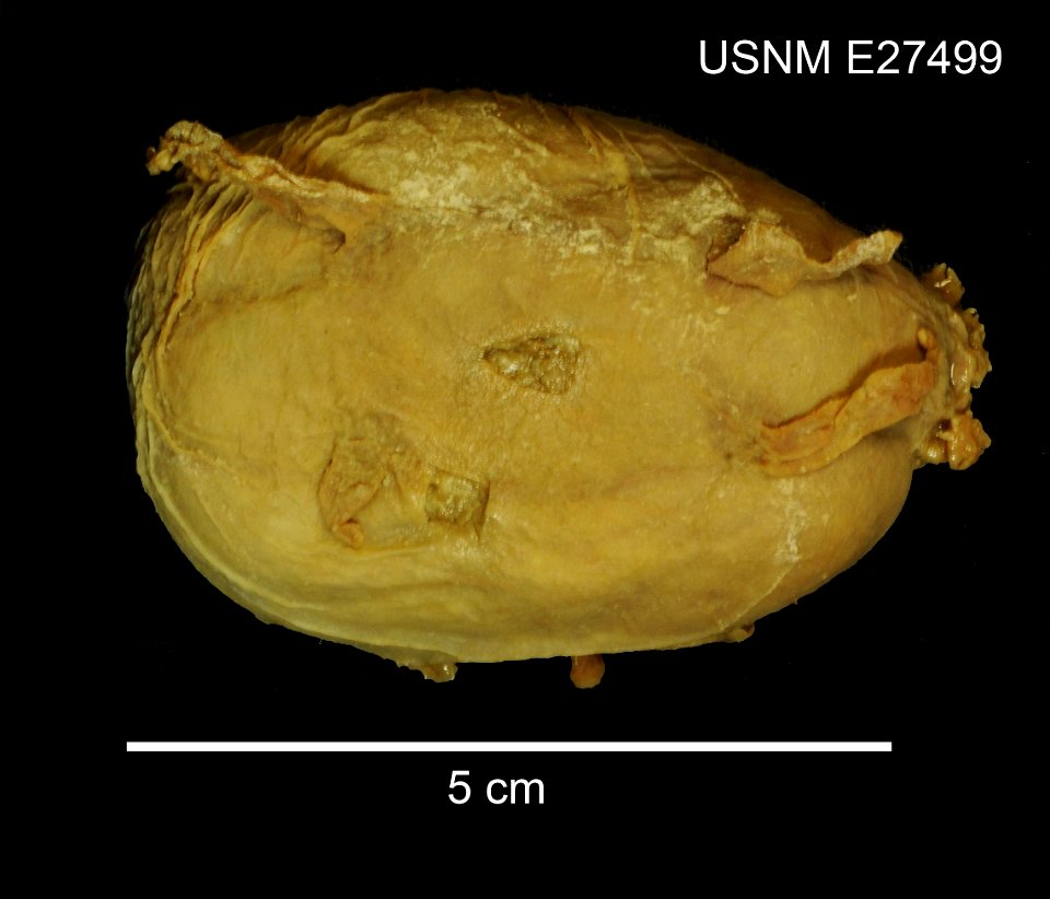 PRESERVED_SPECIMEN; Preparations:	Alcohol (Ethanol); Scotoplanes globosa (Théel, 1879); Individual count:	6; Type status:	 (no data); Identified by:	Agatep, C.; Event date:	19640113T00:00:00Z; Additio