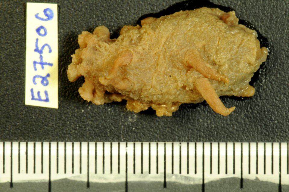 PRESERVED_SPECIMEN; Preparations:	Alcohol (Ethanol); Scotoplanes globosa (Théel, 1879); Individual count:	1; Type status:	 (no data); Identified by:	Agatep, C.; Event date:	19630101T00:00:00Z; Additio