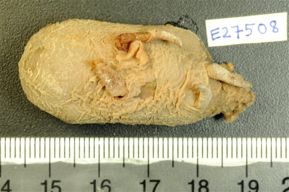 PRESERVED_SPECIMEN; Preparations:	Alcohol (Ethanol); Scotoplanes globosa (Théel, 1879); Individual count:	2; Type status:	 (no data); Identified by:	Agatep, C.; Event date:	19640314T00:00:00Z; Additio