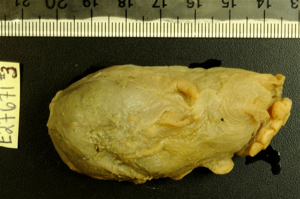 PRESERVED_SPECIMEN; Preparations:	Alcohol (Ethanol); Scotoplanes globosa (Théel, 1879); Individual count:	5; Type status:	 (no data); Identified by:	Carney, Robert S.; Event date:	19670116T00:00:00Z; 