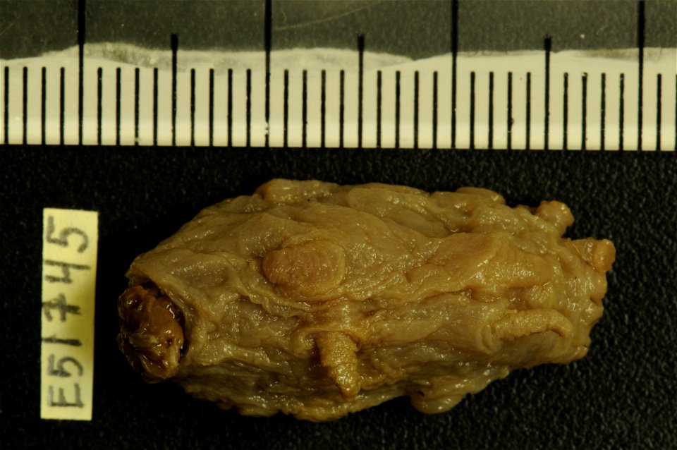 PRESERVED_SPECIMEN; Preparations:	Alcohol (Ethanol); Scotoplanes globosa (Théel, 1879); Individual count:	6; Type status:	 (no data); Identified by:	Ahearn, Cynthia, (IZ), Smithsonian Institution  Nat