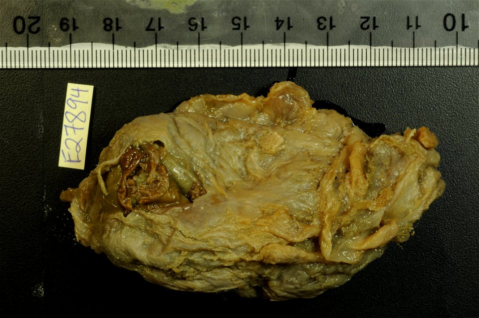 PRESERVED_SPECIMEN; Preparations:	Alcohol (Ethanol); Scotoplanes globosa (Théel, 1879); Individual count:	5; Type status:	 (no data); Identified by:	Carney, Robert S.; Event date:	19670120T00:00:00Z; 