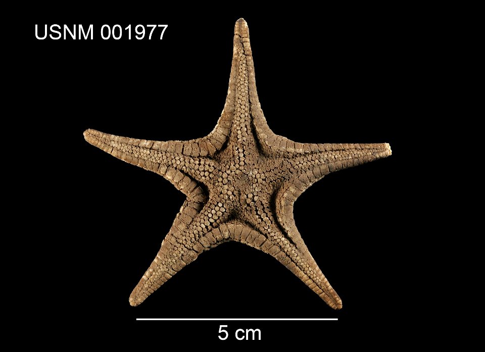 PRESERVED_SPECIMEN; Preparations:	Dry; Mediaster aequalis Stimpson, 1857; Individual count:	1; Type status:	SYNTYPE; Identified by:	Stimpson, William; Event date:	 (no data); Additional description:	v