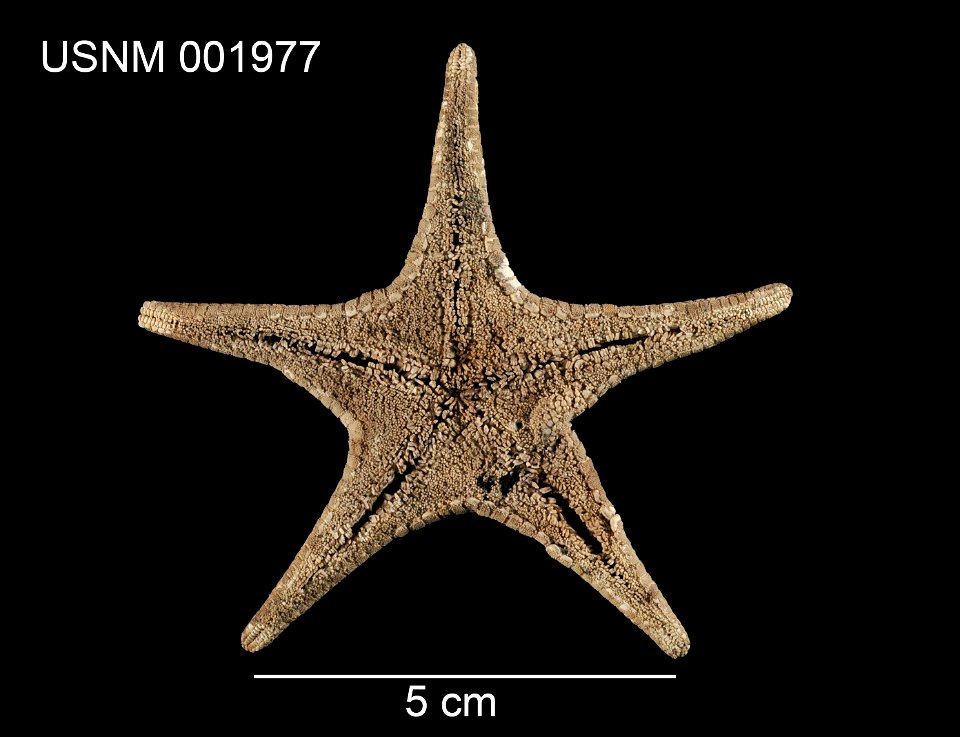 PRESERVED_SPECIMEN; Preparations:	Dry; Mediaster aequalis Stimpson, 1857; Individual count:	1; Type status:	SYNTYPE; Identified by:	Stimpson, William; Event date:	 (no data); Additional description:	d