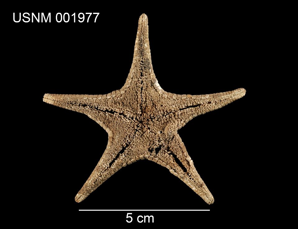 PRESERVED_SPECIMEN; Preparations: Dry; Mediaster aequalis Stimpson, 1857; Individual count: 1; Type status: SYNTYPE; Identified by: Stimpson, William; Event date: (no data); Additional description: d photo