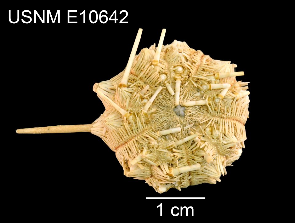 PRESERVED_SPECIMEN; Preparations:	Dry; Dorocidaris rugosa H.L.Clark, 1907; Individual count:	1; Type status:	PARALECTOTYPE; Identified by:	Clark, Hubert Lyman; Event date:	18790215T00:00:00Z; Addition