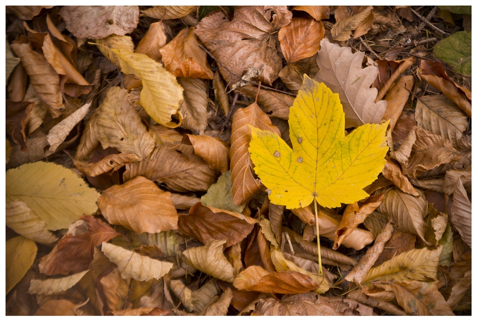 Autumn leaves forest fall leaves