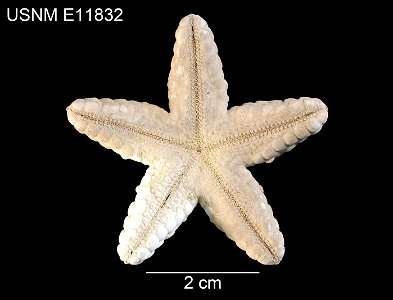 PRESERVED_SPECIMEN; Preparations:	Dry; Phataria unifascialis (Gray, 1840); Individual count:	5; Type status:	 (no data); Identified by:	Downey, M.E.; Event date:	19710621T00:00:00Z; Additional descrip