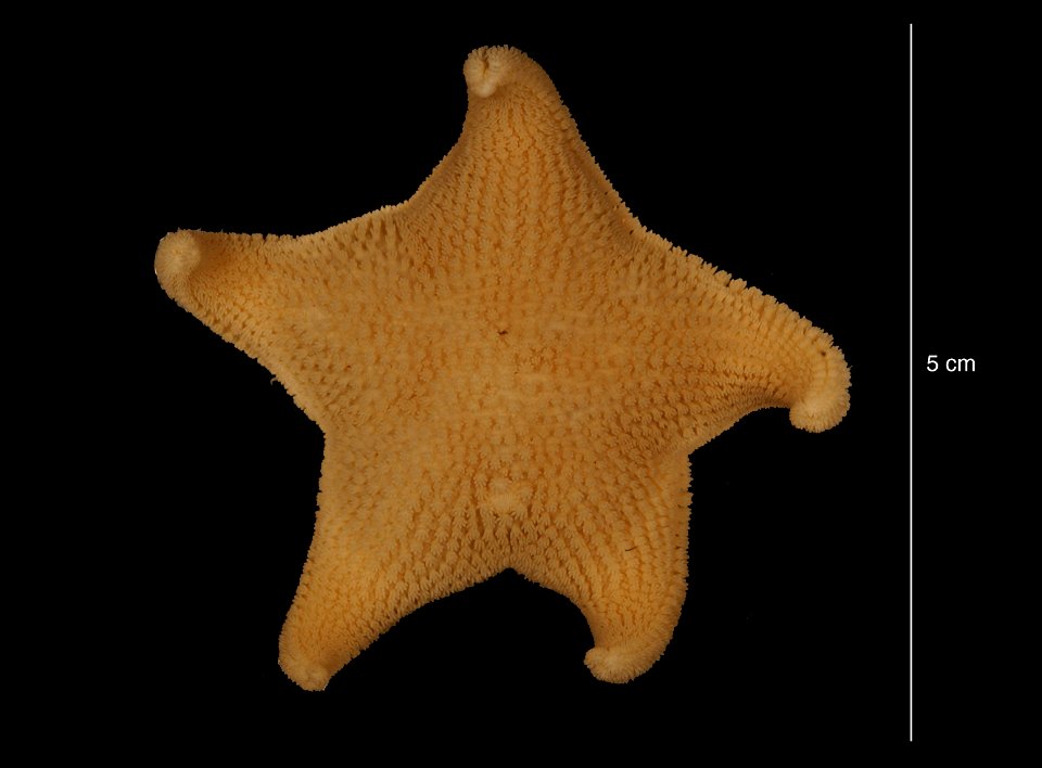 PRESERVED_SPECIMEN; Preparations:	Alcohol (Ethanol); Odontaster validus Koehler, 1906; Individual count:	2; Type status:	 (no data); Identified by:	Ahearn, Cynthia, (IZ), Smithsonian Institution  Nati