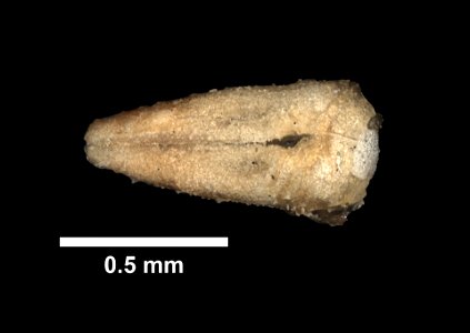 Asterias rollestoni Bell, 1881 - Preserved specimen - Dry pedicellaria
Asterias rollestoni (YPM IZ 080407). Digital Image: Yale Peabody Museum of Natural History; photo by Daniel J. Drew 2016 ;
L