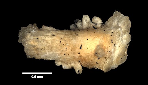 Asterias rollestoni Bell, 1881 - Preserved specimen - Dry ossicles, pedicellaria Asterias rollestoni (YPM IZ 080407). Digital Image: Yale Peabody Museum of Natural History; photo by Daniel J. Drew 201 photo