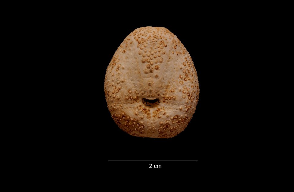 PRESERVED_SPECIMEN; Preparations:	Dry; Abatus shackletoni Koehler, 1911; Individual count:	3; Type status:	 (no data); Identified by:	Chesher, R. H.; Event date:	19590202T00:00:00Z; Additional descrip