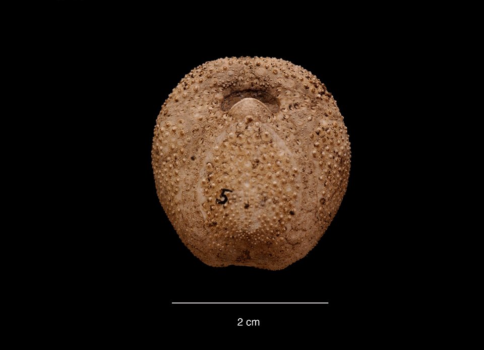 PRESERVED_SPECIMEN; Preparations:	Dry; Abatus agassizii Mortensen, 1910; Individual count:	24; Type status:	 (no data); Identified by:	Chesher, R. H.; Event date:	19580126T00:00:00Z; Additional descri