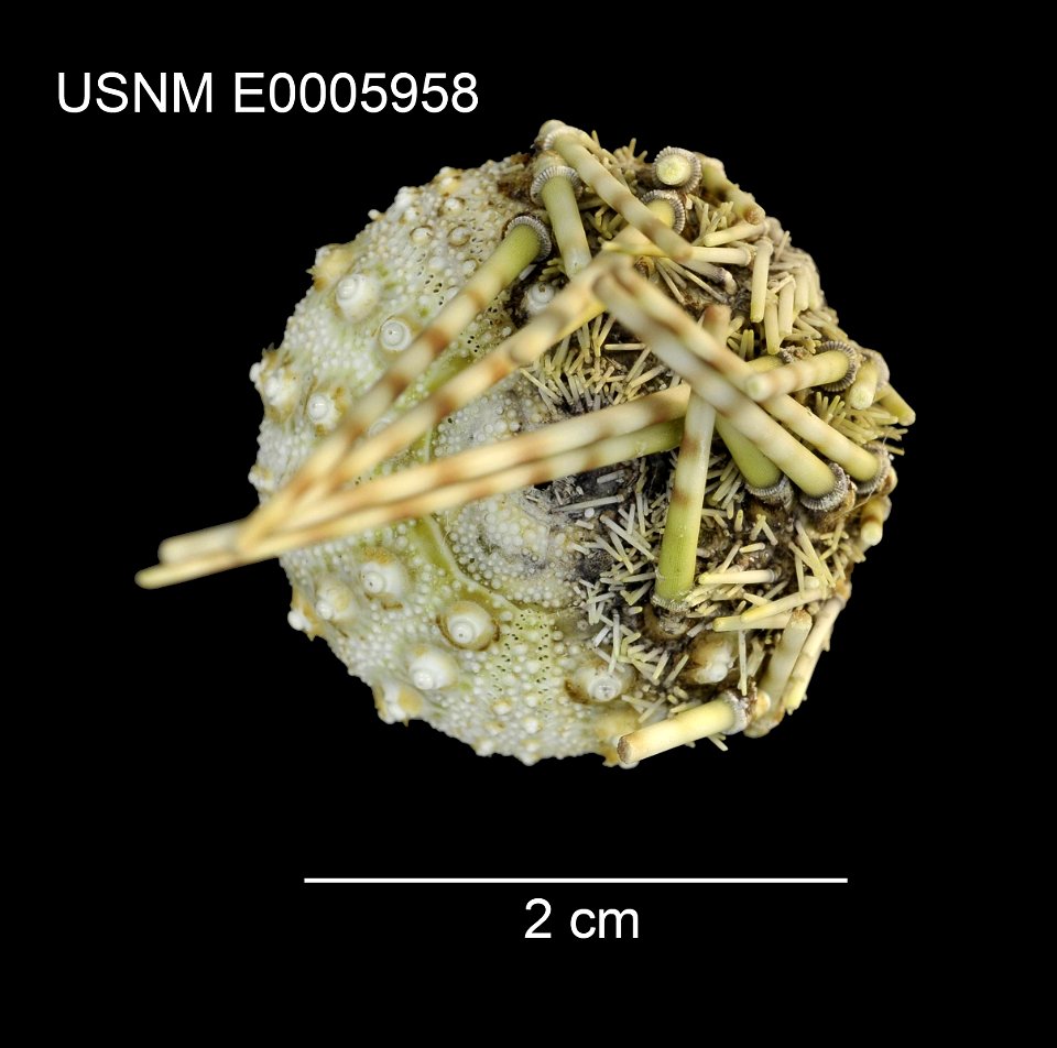 PRESERVED_SPECIMEN; Preparations:	Dry; Caenopedina annulata Mortensen, 1940; Individual count:	1; Type status:	PARATYPE; Identified by:	Mortensen, Th.; Event date:	19080225T00:00:00Z; Additional descr
