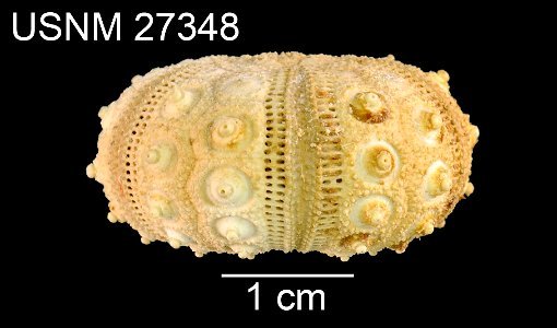 PRESERVED_SPECIMEN; Preparations:	Dry; Goniocidaris doederleini A.Agassiz, 1898; Individual count:	1; Type status:	HOLOTYPE; Identified by:	Agassiz, Alexander E.; Event date:	18910228T00:00:00Z; Addit