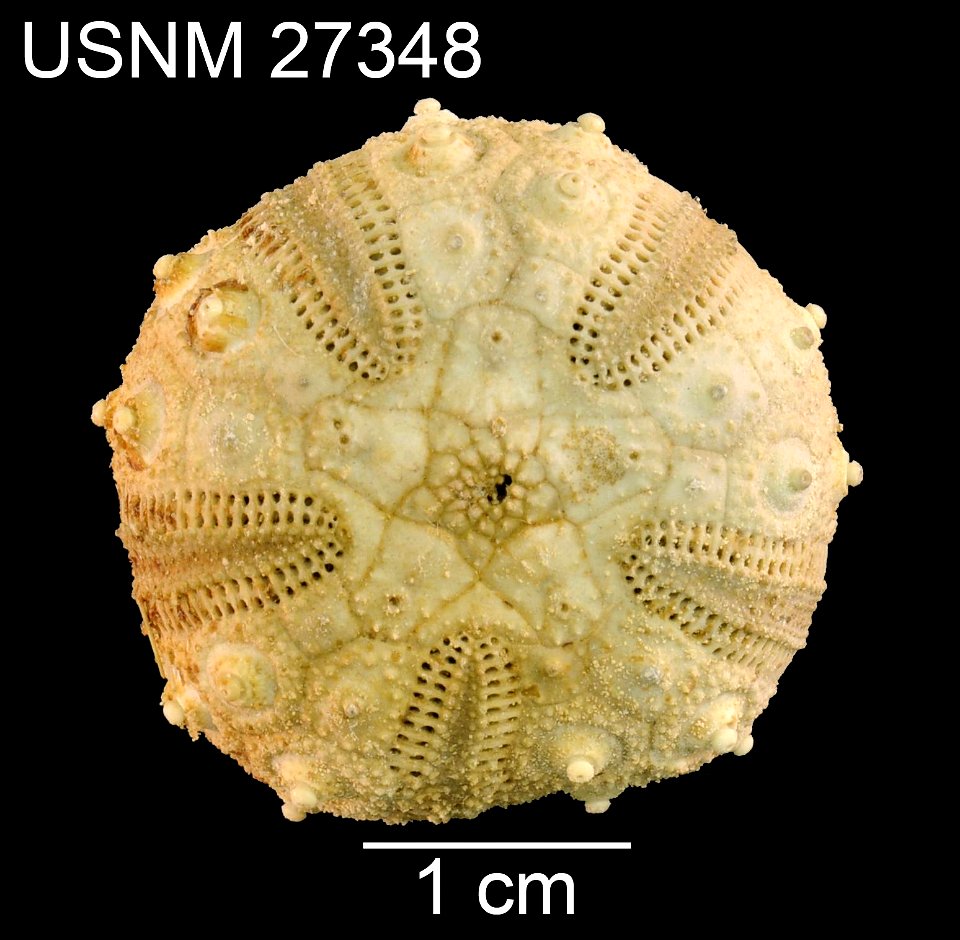 PRESERVED_SPECIMEN; Preparations:	Dry; Goniocidaris doederleini A.Agassiz, 1898; Individual count:	1; Type status:	HOLOTYPE; Identified by:	Agassiz, Alexander E.; Event date:	18910228T00:00:00Z; Addit