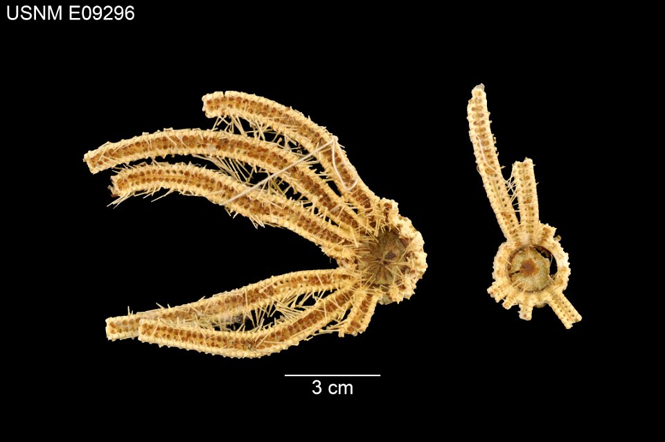 PRESERVED_SPECIMEN; Preparations:	Dry; Craterobrisinga synaptoma Fisher, 1917; Individual count:	2; Type status:	PARATYPE; Identified by:	Fisher, Walter K., Stanford University; Event date:	18900903T0