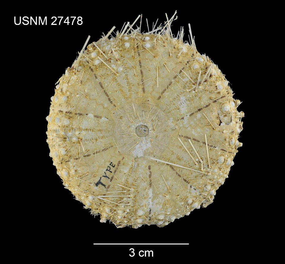 PRESERVED_SPECIMEN; Preparations:	Dry; Chaetodiadema pallidum Agassiz & Clark, 1907; Individual count:	1; Type status:	SYNTYPE; Identified by:	Agassiz, Alexander E.; Clark, Hubert L.; Event date:	