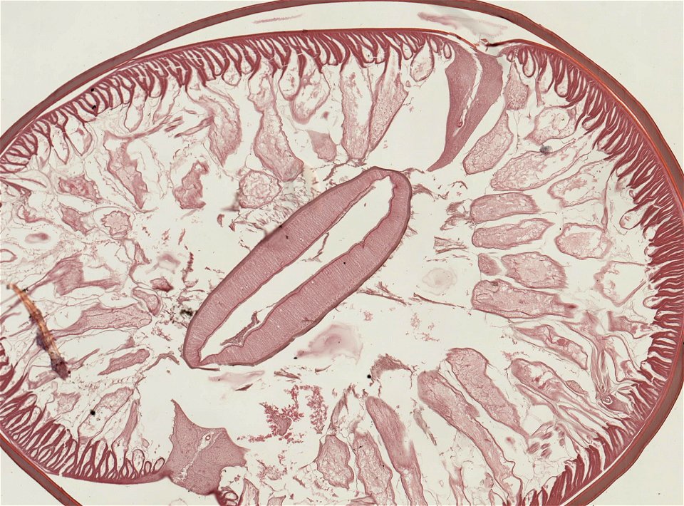 PRESERVED_SPECIMEN; ; ; microslide; ; IZ number 93210; lot count 1; Microslide 01, balsam, serial section; photo